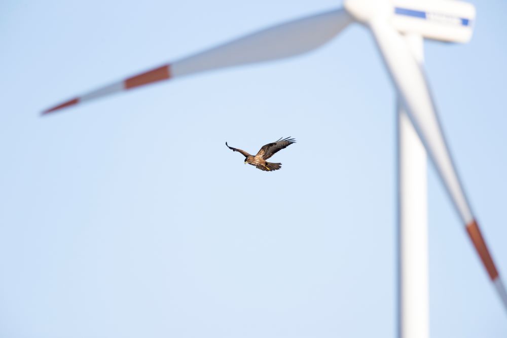 Wind turbine with seabird flying in the distance resized