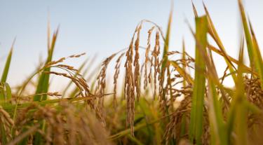 Grain field